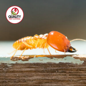 A close-up of a termite on a piece of wood, indicating a pest control service from Quality Pest Control, Inc. in Pittsburg, KS
