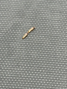 A single termite crawling on a woven surface, representing a pest control service by Home Solutions Pest Control in San Antonio, TX.