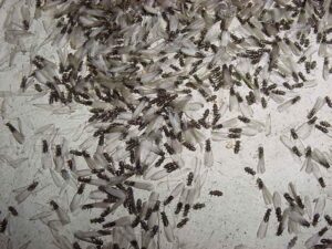 A large swarm of winged termites (alates) on a surface, indicating a severe pest problem for Termite Lawn And Pest, Inc in Orlando, FL.