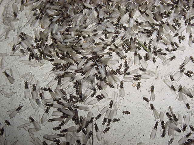 A large swarm of winged termites (alates) on a surface, indicating a severe pest problem for Termite Lawn And Pest, Inc in Orlando, FL.