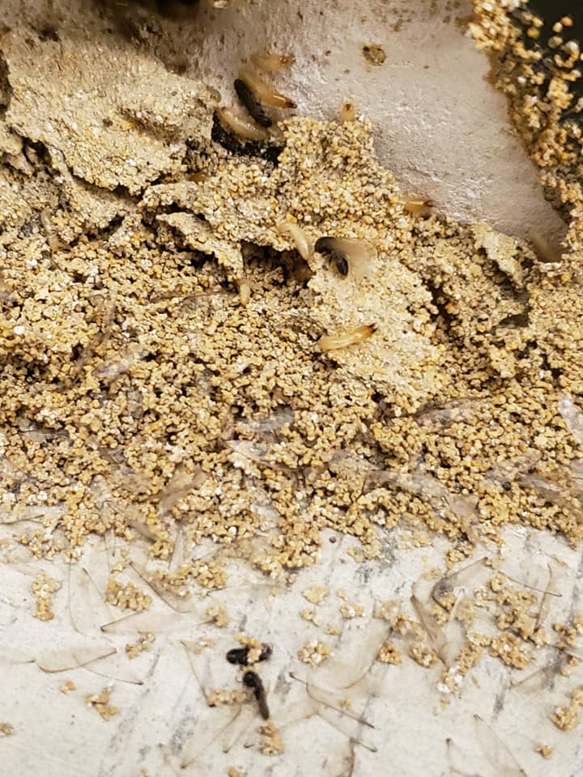 Evidence of a termite swarm with discarded wings and active termites, handled by Lenegar's Pest & Moisture Services in Virginia Beach, VA.