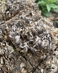 A large swarm of winged termites gathered on a piece of wood, indicating an infestation handled by Home Run Termite and Pest Services in Mayetta, KS.