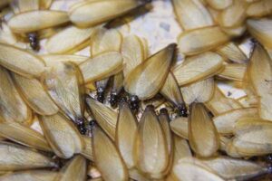 A close-up view of termite swarmers, indicating a pest infestation handled by Valley Termite & Pest Control in Cincinnati, OH.