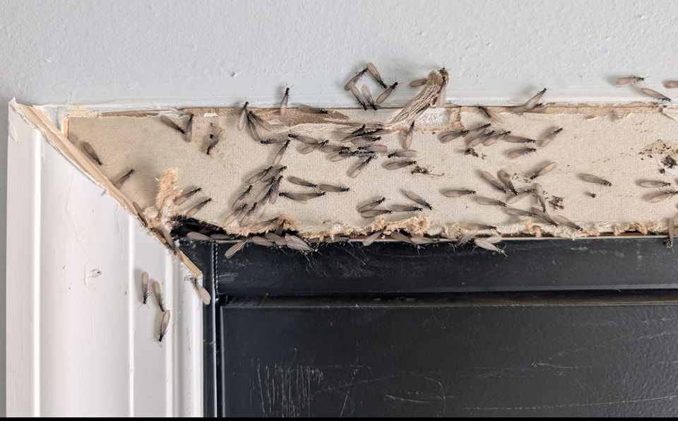 Termite swarmers around a damaged door frame, indicating a pest control job by Premier Pest Management in Yonkers, NY.