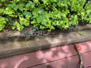 A large swarm of winged insects, possibly termites or flying ants, gathered on wood, indicating a pest issue for Brandon Mcgowan in Little Rock, AR.
