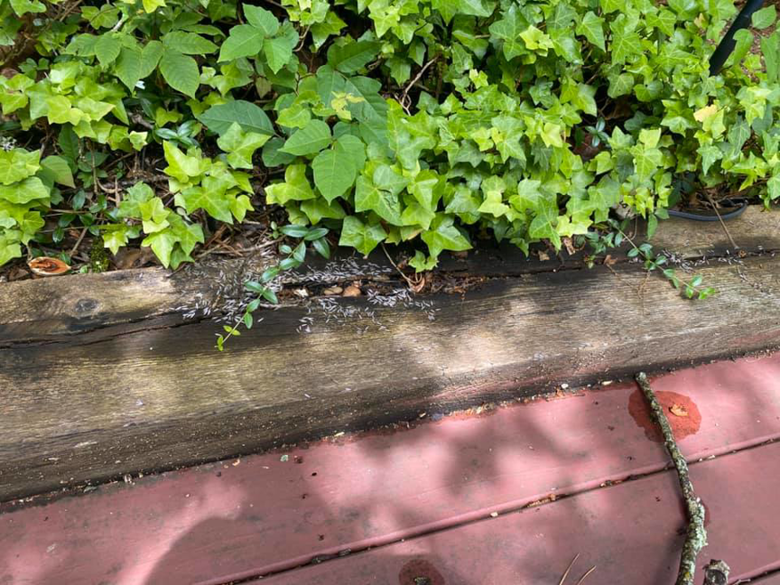 A large swarm of winged insects, possibly termites or flying ants, gathered on wood, indicating a pest issue for Brandon Mcgowan in Little Rock, AR.