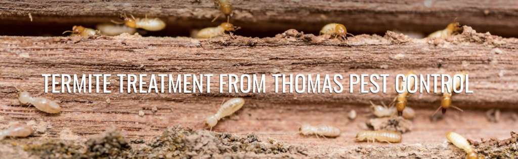Termites on wood, indicating a termite treatment service by Thomas Pest Control in El Cajon, CA.