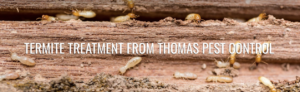 Termites on wood, indicating a termite treatment service by Thomas Pest Control in El Cajon, CA.