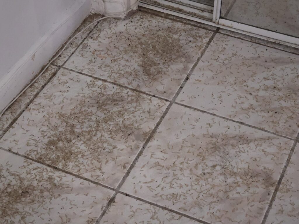 Termite wings and frass scattered on a tiled floor, indicating a pest infestation addressed by Globe Pest Inc in Miami, FL.