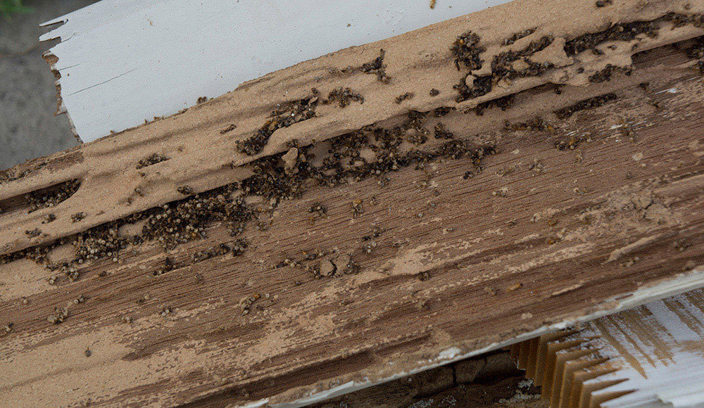 Wood damaged by termites or wood-boring insects with visible frass, inspected by Laser Pest Management, Inc. in Eudora, KS.