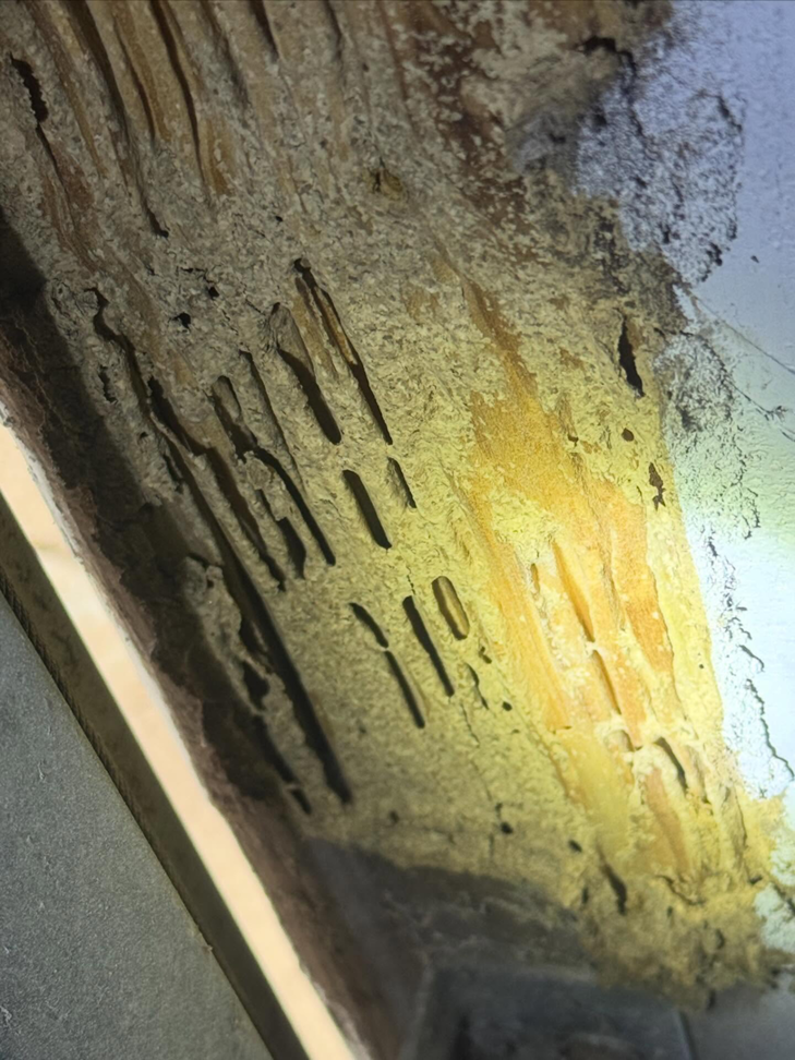 Wood damage with tunnels from termites or wood-boring insects during an inspection by Ultra Pest in Mt. Pleasant, SC