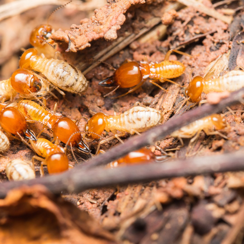 A close-up view of termites, indicating a pest control issue, by Thomas Pest Control in El Cajon, CA.