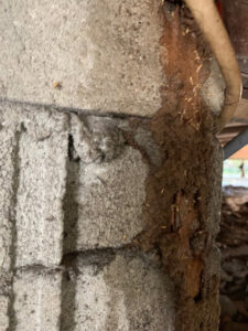 Termites visible on a damaged concrete block, showing active infestation treated by General Pest Solutions in Summerville, SC.