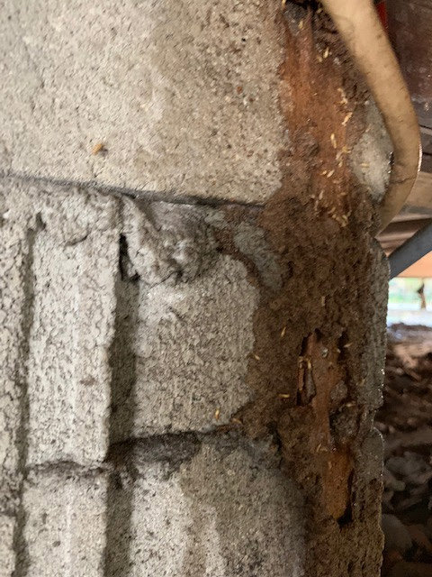 Termites visible on a damaged concrete block, showing active infestation treated by General Pest Solutions in Summerville, SC.