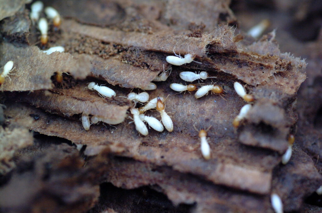A close-up view of termites actively damaging wood, showing a pest problem for Berry & Yates Pest Control in Chicago, IL.