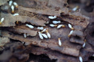 A close-up view of termites actively damaging wood, showing a pest problem for Berry & Yates Pest Control in Chicago, IL.
