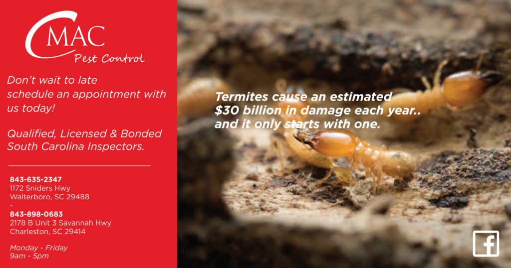 A colony of termites actively destroying wood, a pest control service provided by CMac Pest Control in Charleston, SC.