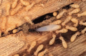 Close-up of termites, including a swarmer, causing damage in wood, addressed by Envirosafe Termite & Pest Control in Louisville, KY.