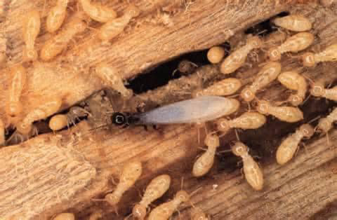 Close-up of termites, including a swarmer, causing damage in wood, addressed by Envirosafe Termite & Pest Control in Louisville, KY.