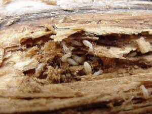 Termites visible in damaged wood, indicating an active infestation, handled by Pest Control Solutions in Mesa, AZ