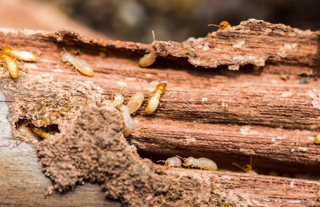 A close-up view of termites in damaged wood, indicating a pest control issue for The Queen Pest Control Co in Charlotte, NC.