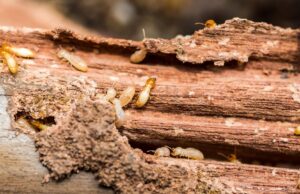 A close-up view of termites in damaged wood, indicating a pest control issue for The Queen Pest Control Co in Charlotte, NC.