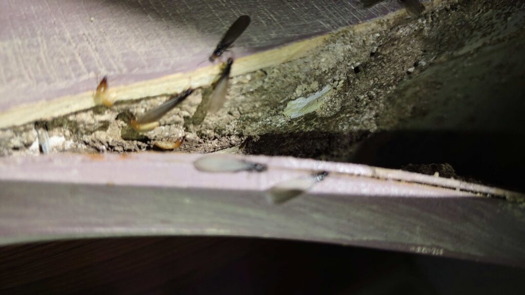Close-up of termites, including winged swarmers and workers, in a damaged wooden structure, showing a pest control issue for Premier Pest Management in Yonkers, NY.
