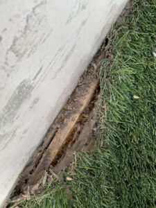 Termites visible in a trench along a building's foundation, indicating an infestation, handled by Berner Pest Solutions in Lexington, KY.