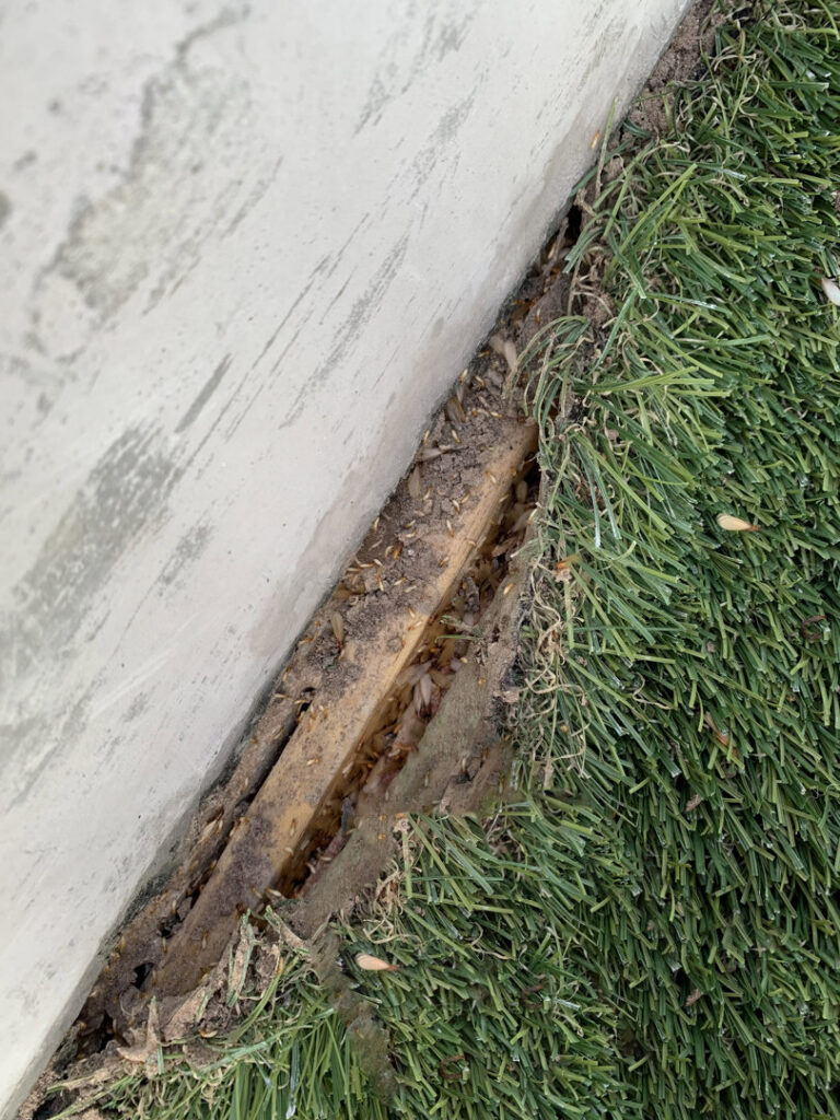 Termites visible in a trench along a building's foundation, indicating an infestation, handled by Berner Pest Solutions in Lexington, KY.