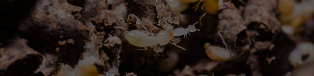 Termites visible within a mud tunnel, a clear sign of infestation managed by Barton Pest Solutions in York, PA.