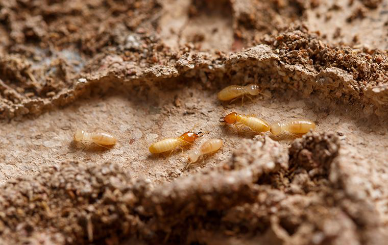 A close-up view of a termite colony in soil, showing a common pest issue handled by Womack Pest Control in Rockville, MD.