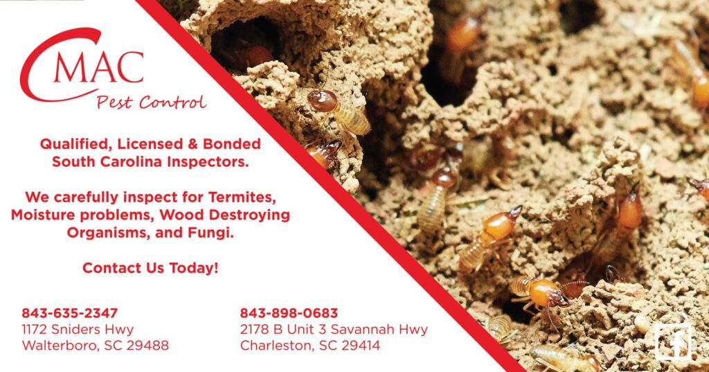 Termites visible in soil and wood, indicating a pest infestation handled by CMac Pest Control in Charleston, SC.