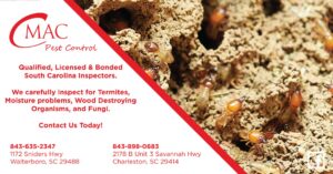 Termites visible in soil and wood, indicating a pest infestation handled by CMac Pest Control in Charleston, SC.