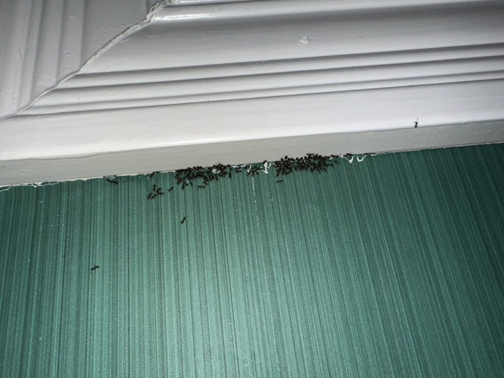 Termites and earthworms visible in soil and decaying wood, showing an active infestation, by Berner Pest Solutions in Lexington, KY.