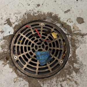 Close-up of termites infesting a piece of wood or bait, indicating a pest control problem addressed by ClearCut Pest Control Inc. in High Point, NC.
