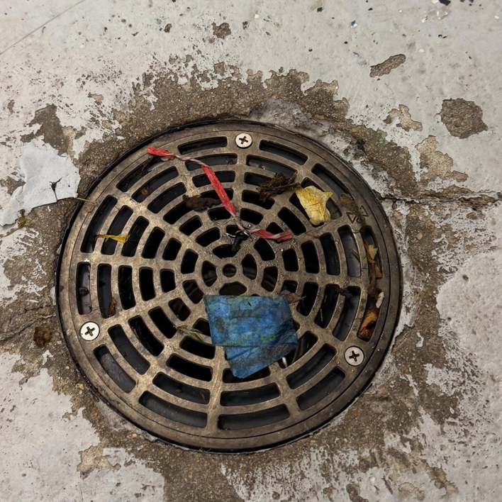 Close-up of termites infesting a piece of wood or bait, indicating a pest control problem addressed by ClearCut Pest Control Inc. in High Point, NC.