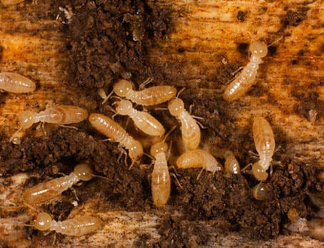 Termites visible in damaged wood, showing a common pest problem addressed by CMac Pest Control in Charleston, SC.