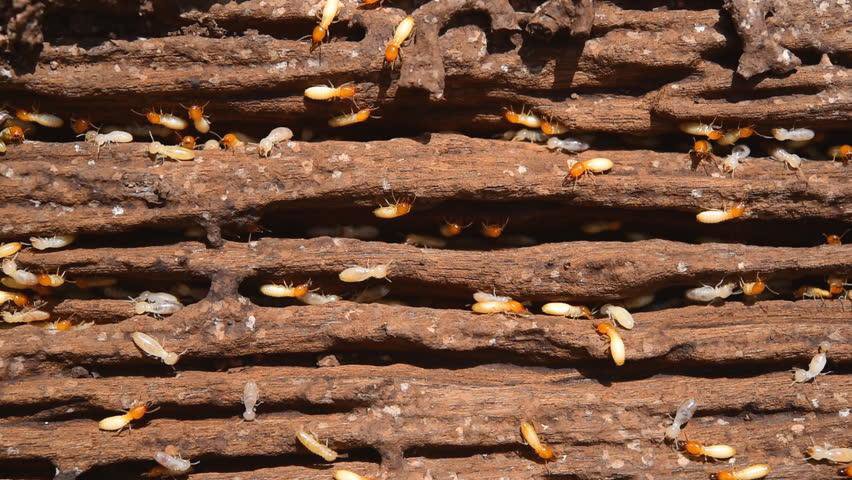 A close-up view of termites infesting wood, representing a common pest control issue handled by Pest-Ops in Knoxville, TN.