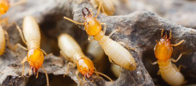 A close-up view of termites infesting wood, a common pest problem solved by Maximum Pest Management in Wichita, KS.
