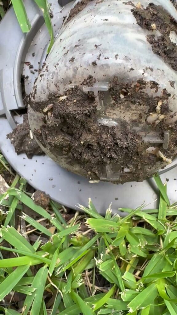 Termites visible inside a bait station, part of a pest control service by Superior Pest Management in Kannapolis, NC.