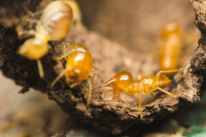 A close-up of termites actively damaging wood, a common sight for United Termite Control in San Marcos, CA.