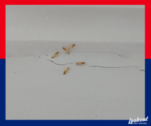 Close-up of termites on a cracked surface, indicating a pest infestation handled by Lookout Pest Birmingham, AL.