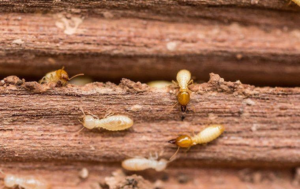 Close-up of termites on damaged wood, indicating a pest control issue, by Essex Extermination in San Antonio, TX