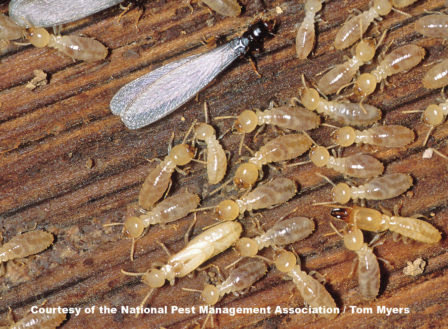 A close-up of termites, including a winged reproductive, on damaged wood, showing a pest infestation handled by Norman Pest Control in Norman, OK