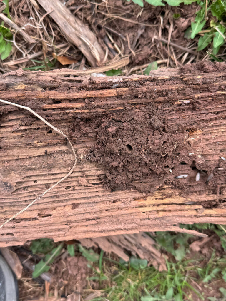 Termites visible on a piece of rotting wood, indicating an active infestation for Genesis Termite and Pest Control in New Holland, PA.