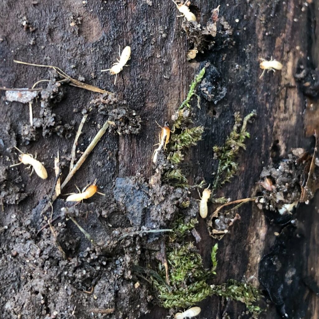 A close-up view of termites on wood and soil, indicating a pest infestation handled by Pest by MD in Jersey City, NJ.