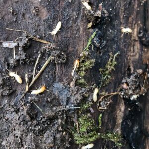 A close-up view of termites on wood and soil, indicating a pest infestation handled by Pest by MD in Jersey City, NJ.