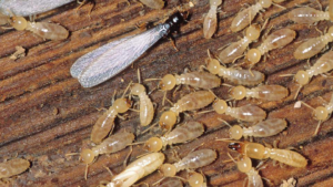 A close-up view of termites, including a winged reproductive and workers, on wood, indicating a pest control issue addressed by Jones Termite & Pest Control, Inc. in Anaheim, CA.