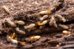 A close-up of termites infesting wood, indicating a need for pest control from EPEST San Antonio in San Antonio, TX.