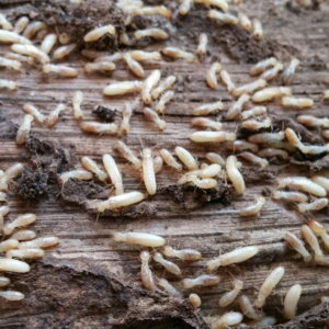 A close-up of termites infesting a piece of wood, showing a common pest issue addressed by Weldon Termite & Pest Control Inc. in Champaign, IL.